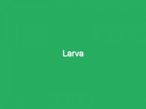 Larva